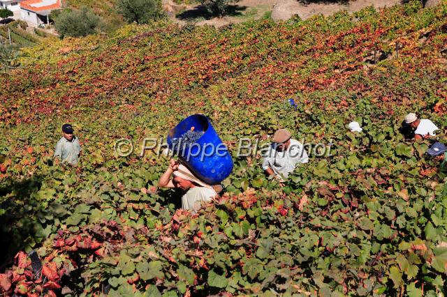 portugal douro 04.JPG - Vendanges dans la vallée du Douro, Portugal